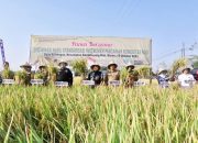 Dampak El Nino di Sulsel Terkendali Petani Sulsel Sukses Gelar Panen Raya. Pupuk Indonesia Siapkan 73.309 Ton Pupuk Bersubsidi