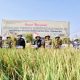 panen raya di sulsel, pupuk indonesia siapkan pupuk bersubsidi untuk petani