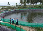 Tambak Udang di Sulawesi Barat Hemat Biaya Operasional 70 Persen Berkat Listrik Hijau PLN