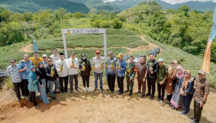 Desa Jangang-Jangang Kembangkan 200 Hektare Kebun Nanas, Siap Angkat Ekonomi Petani Barru