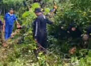 Waspada Pohon Tumbang. Penebangan di Makassar Wajib Lewati Prosedur DLH