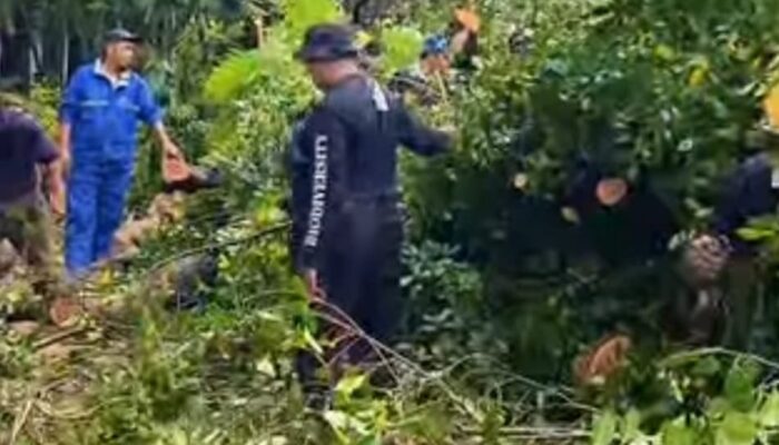 Waspada Pohon Tumbang. Penebangan di Makassar Wajib Lewati Prosedur DLH
