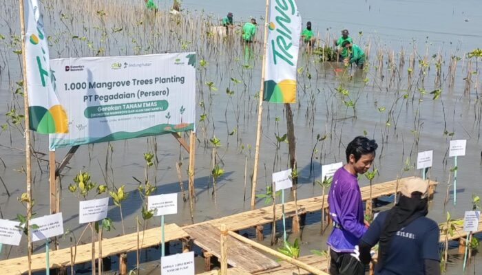 Pegadaian Syariah Dorong Investasi Hijau Lewat 1.000 Mangrove
